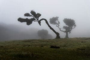 Challenging weather conditions - strong winds blowing trees down